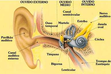 CIRURGIA DE ESTAPEDECTOMIA EM BLUMENAU